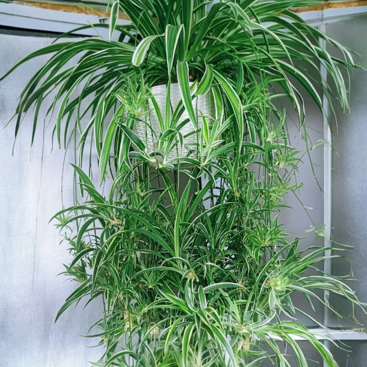 Spider Plant Cutting/Leaf Houseplants for sale | eBay