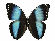 MORPHO HELENOR THEODORUS*****male ***BRAZIL, Santo do Antonio do Ica(papered)