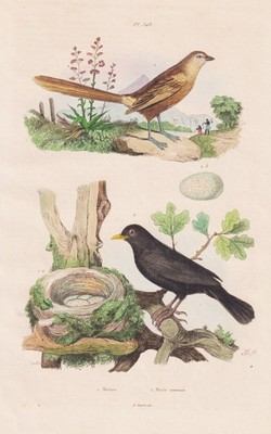Amsel Turdus merula Vögel birds Vogel engraving Stahlstich Guerin-Meneville 1837