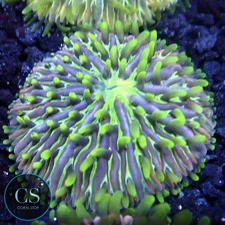 CS RAINBOW FUNGIA PLATE CORAL - WYSIWYG LIVE CORAL