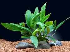 Anubias Minima Large Live Aquarium Plants  Aquascaping Tank