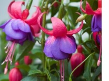 4  X  FUCHSIA UPRIGHT PLUG PLANTS  CHOICE OF VARIETIES   PRE ORDER