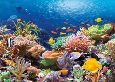 Castorland Coral Reef Fishes 1000 Piece Jigsaw Puzzle