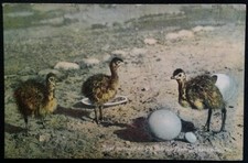 Jacksonville Florida Postcard Rare Vtg Early 1900s Ostrich Farm Hatch Chicks 