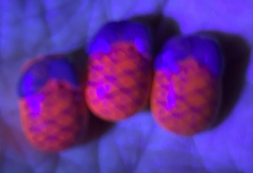 Vintage Fluorescent Glass Realistic PINEAPPLE. Great Paint Detail. 11/16 Inch - Image 2 of 4