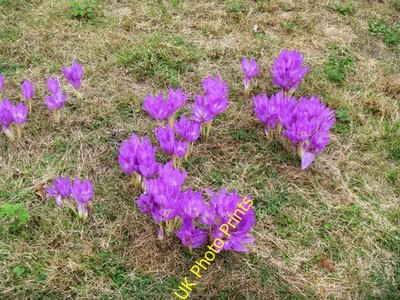 Foto 12x8 Felbrigg Hall [8] Aylmerton Herbstkrokus in der Halle's ga c2016