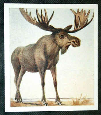 Elch Vintage Naive Art Style Illustrated Card GF15MS