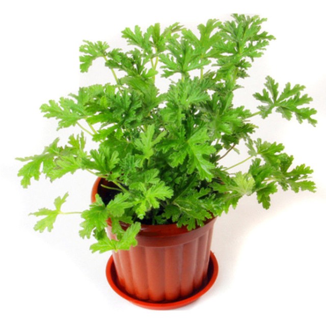 Citronella Plant Seeds Mozzie Buster Mosquito Repellent