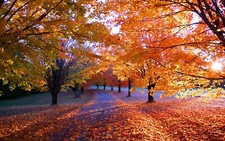 Landscape leaves fall trees fallen Custom Gaming Mat Desk