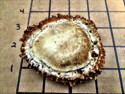 1 Large Elk Burr Rosette For Dog Chews, Crafts, Belt Buckles, Etc. Free Shipping