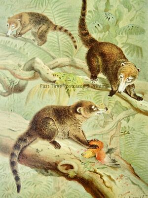 c1894 Antique Colour Print WHITE NOSED COATI Royal Natural History by R ...