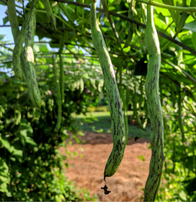 Beansページ 01178.jpg