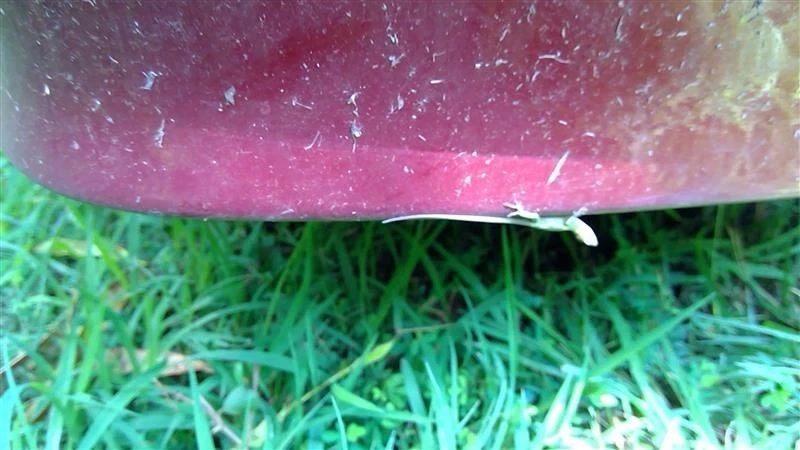 Parachoques trasero Supreme 4 puertas compatible con 92-97 Olds Cutlass OEM Foto 3 de 4