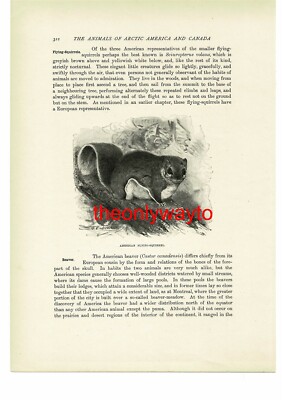 Amerikanisches fliegendes Eichhörnchen, Tierbuchillustration (Druck), um 1916