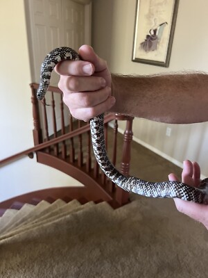 2-yr Old California King Snake | eBay
