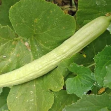Pale Armenian Cucumber Seeds 50+ Long Snake Serpent Vegetable USA FREE SHIPPING