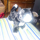 Douglas Black & White Cat Plush Stuffed Animal, Black/White Stuffed Cat — photo 1