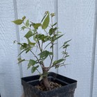 Zelkova (grey Bark Elm) mame Broom Style Pre Bonsai Stock - Tree #6 — photo 4