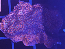  WYSIWYG Mystic Sunset Monti Cap Frag 2 Easy Montipora SPS Live Coral