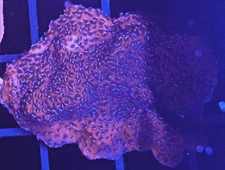 [WYSIWYG] Mystic Sunset Monti Cap Frag #2 Easy Montipora SPS Live Coral