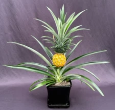 Flowering & Fruiting Bonsai Tree Pineapple Live Plant Ananas Nana Indoors 18" in