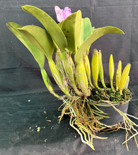 RON Cattleya Orchid SPECIAL DIVISION Rlc. Rosella's Seduction 'Ivy' (C712) - Picture 4 of 5