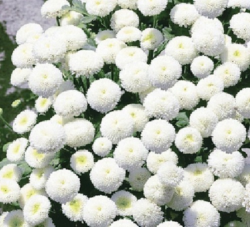 Flower Seeds 80+ Varieties Petunia Alyssum Rudbeckia Sweet Pea Aster Sunflower - Picture 25 of 106