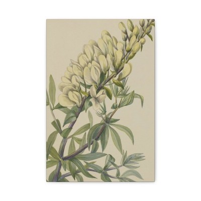 Mary Vaux Walcott - False Indigo (Baptista bructeata) - 1932 - Canvas Wall Art