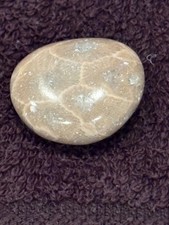 POLISHED Petoskey Stone Only Michigan Rocks Fossil Coral Great Lakes Beach