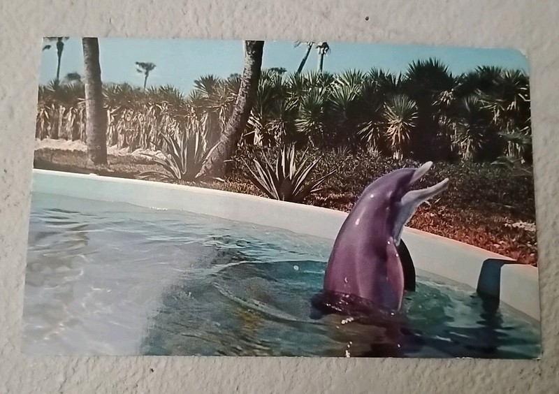 Vintage Postcard From Marine Studios, St.Augustine, Florida -1963