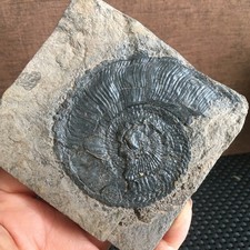145g  natural Coarse   Stone Carving Home Decora Specimen  md3815