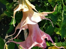 Brugmansia Angels Trumpet Tropical Live Plant DALENS Amour  Fancy Triple Flower