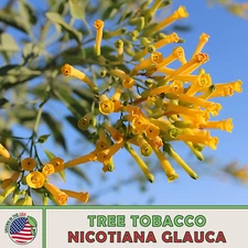 250 Tree Tobacco Seeds, Nicotiana glauca, Ornamental, Pollinator Attractor