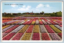 1939 TULIPS FLOWERS FIELD NEW YORK WORLD S FAIR SOUVENIR of NETHERLANDS POSTCARD