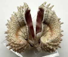 Arcinella cornuta Spiny Jewelbox Clam Hinged Pair 33mm Vibrant Purple Interior