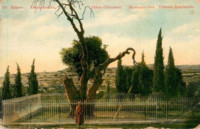 HEBRON ABRAHAMS EICHE - EICHE VON MAMRE - POSTKARTE
