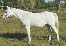 Arabian mare, China, horse postcard