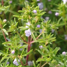 Summer Savory Herb Seeds, Chubrica, NON-GMO, Variety Sizes, FREE SHIPPING