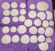 LOT OF 31 SAND DOLLARS, 8 partial ones SEASHELLS FOR CRAFTS, JEWELRY, DECOR 