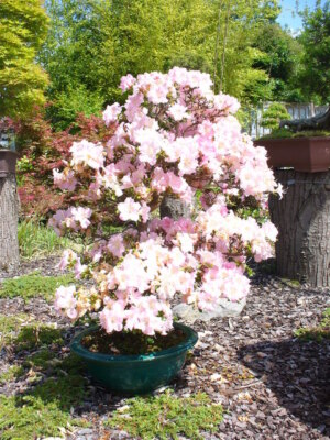 Photo 6x4 Wisley in Miniature Mature bonsai rhododendron in full bloom at c2009