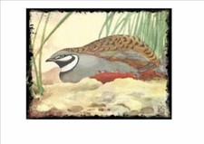 Vintage Cage Bird Aviary Metal Sign Wall Plaque Sluis Finch Canary Lorikeet