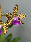 NEW! Unreleased 2027 Cattleya (Slc. Katherine Clarkson x Lc. Black Jack) 11671 — photo 2