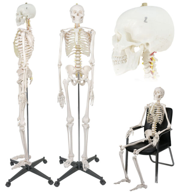 Anatomical Chart Company Skeleton