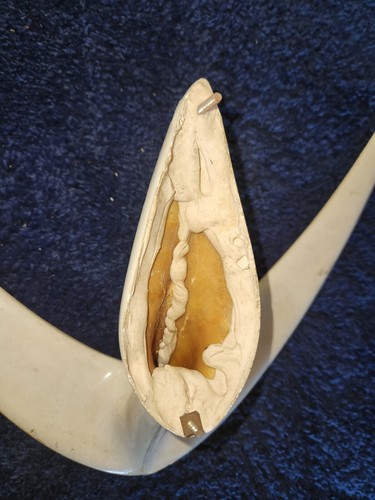 1970's FIBERGLASS YACHT LIMOUSINE SHIP JET HOOD ORNAMENT WINGS 23 1/2" - Foto 10 di 14