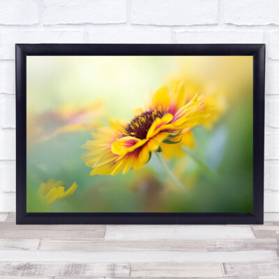 Gaillardia Blume gelb Sommer Decke Bokeh weich Garten Wandkunstdruck