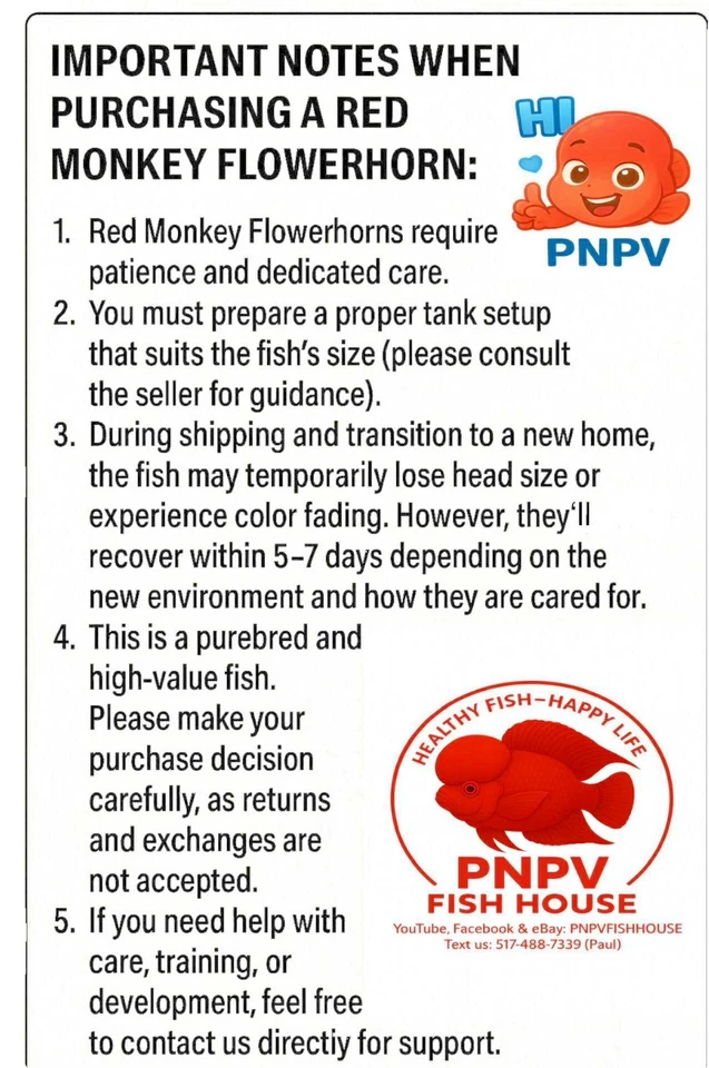 Super Red Monkey- Female Flowerhorn Fish – Premium Quality – Live Aquarium - Image 4 of 4