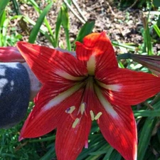 Hippeastrum | Amaryllis Stargazer | 5 Seeds