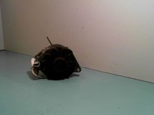 Alternateur Peugeot 605