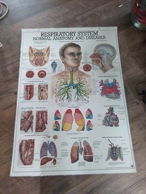 Medical Poster Respiratory System  Heinz-Harro Rudiger Berlin Germany  28x40