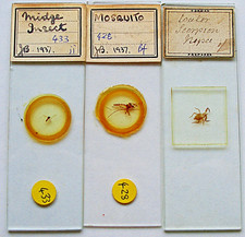  on The Hot Collector